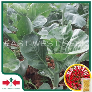 East West Seed เมล็ดพันธุ์คะน้า (Kale seeds) อินทนนท์ F1 เมล็ดพันธุ์ผัก เมล็ดพันธุ์สวนครัว เมล็ดพันธุ์คะน้าฮ่องกง ตราศรแ