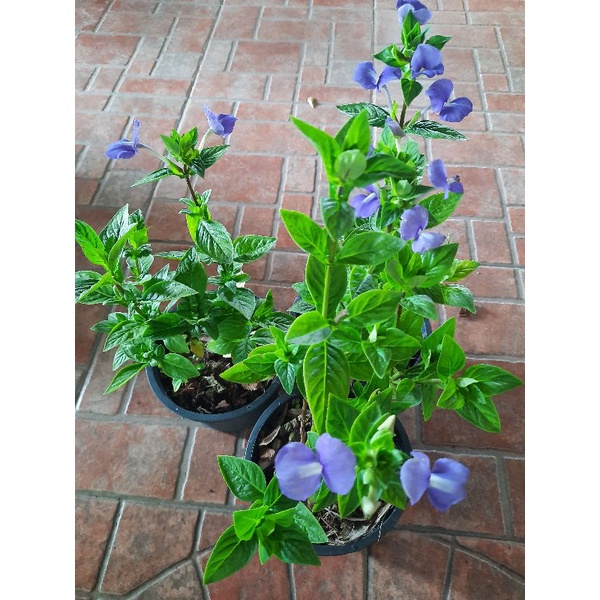 *(พร้อมส่ง1-2วัน) ต้นบลูฮาวาย กระถาง 5.5 นิ้ว ส่งแบบในภาพ (จัดส่ง1-2วัน)