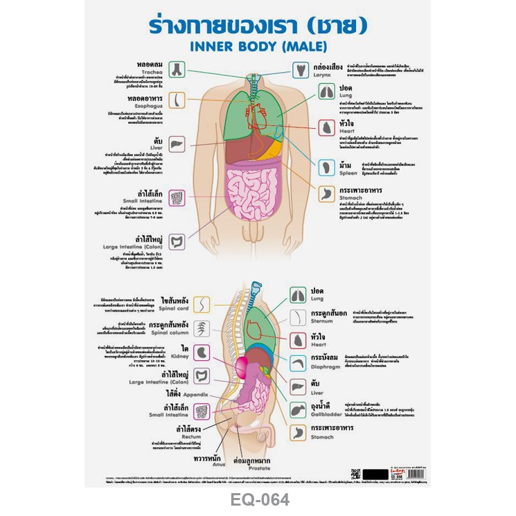 โปสเตอร์ อวัยวะในร่างกาย ชาย #EQ-064 โปสเตอร์กระดาษอาร์ตมัน สื่อการเรียนการสอน สื่อการเรียนรู้