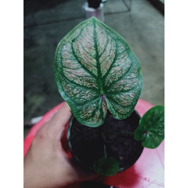 บอนสี04ศิริโชคเริ่มกัดสีแล้วค่ะ