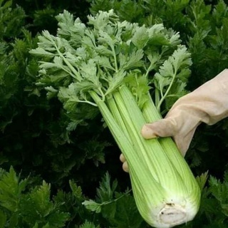 เมล็ดพันธุ์ คื่นฉ่ายฝรั่ง เซอราลี่ คื่นฉ่ายยักษ์ 700 เมล็ด [10 แถม 1 คละได้]