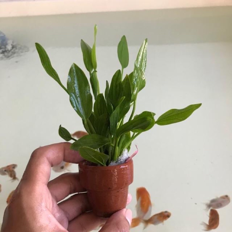 ต้นไม้น้ำ อเมซอน เเบบกระถาง 1 ชิ้น