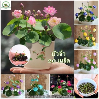 ถูก ใหม่ สายพันธุ์เมล็ดพันธุ์ บัวจิ๋ว บอนสี 20 เมล็ด Mixed Mini Lotus Water Lily Seeds ต้นไม้ประดับ ต้นไม้มงคล ต้นไม้ ZV