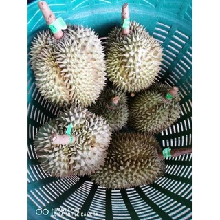 🌳​ต้นทุเรียนหมอนทองจันทบุรีกิ่งกะโดง(เสียบยอด)​ถุงเบอร์9🌳
