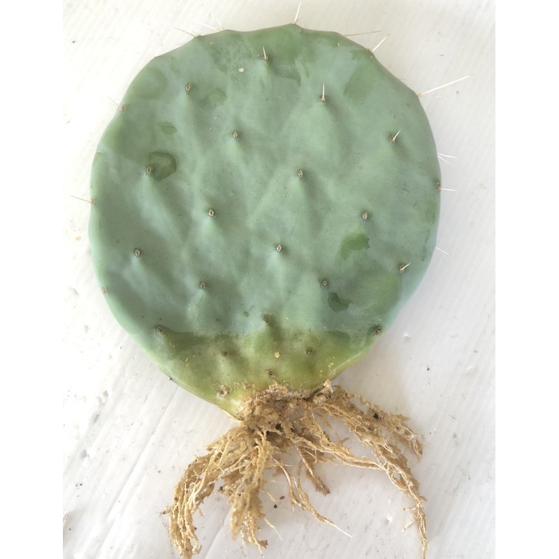 โอพันเทีย โรบัสต้าไจแอนท์  Opuntia Robusta Giant