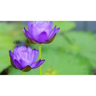 2 เมล็ด เมล็ดบัว สีน้ำเงิน ดอกใหญ่ นำเข้า บัวนอก สายพันธุ์เมล็ดบัว Lotus seeds