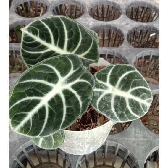 มุมมอง 3