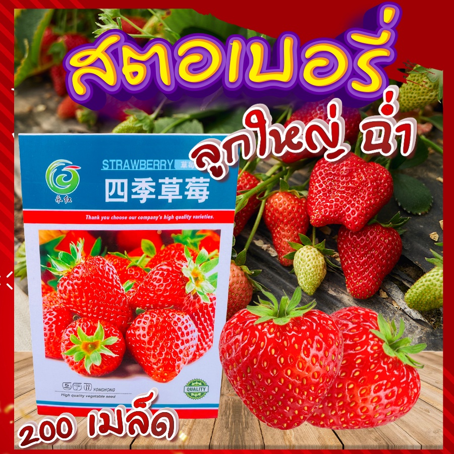 เมล็ดสตอเบอรี่ 200 เมล็ด  Strawberry Giant Seeds เมล็ดพันธุ์แท้100% เมล็ดนำเข้า สตรอเบอร์รี่ ยักษ์