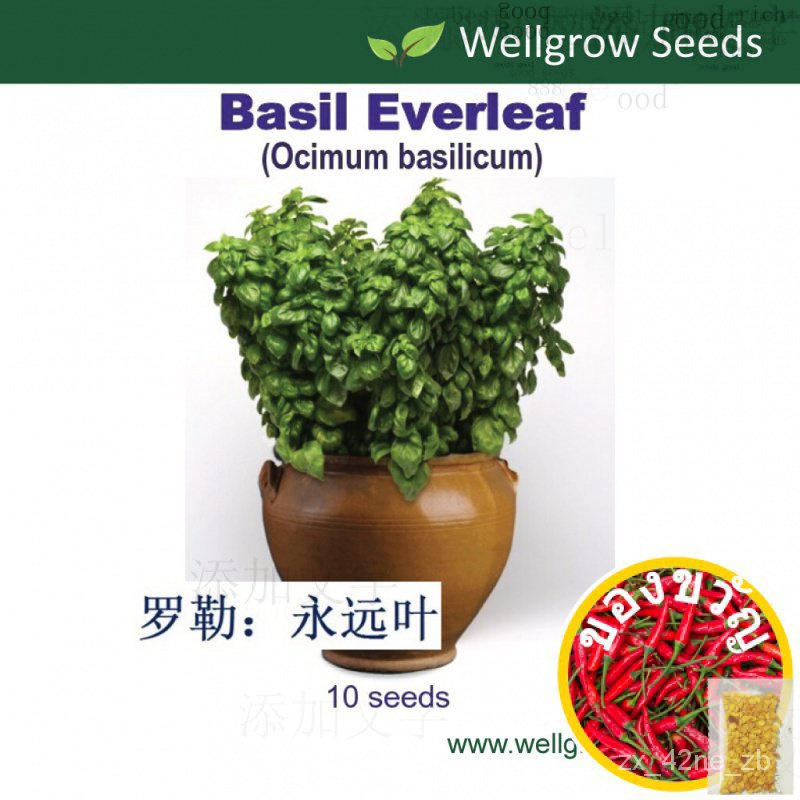 Basil Everleaf Genovese Seeds (10 sds) โหระพา：ตลอดไปใบ Biji Selasih向日葵/香菜/生菜/鲜花/种子/帽子/内裤/儿童/花园/母婴/ 2DIT