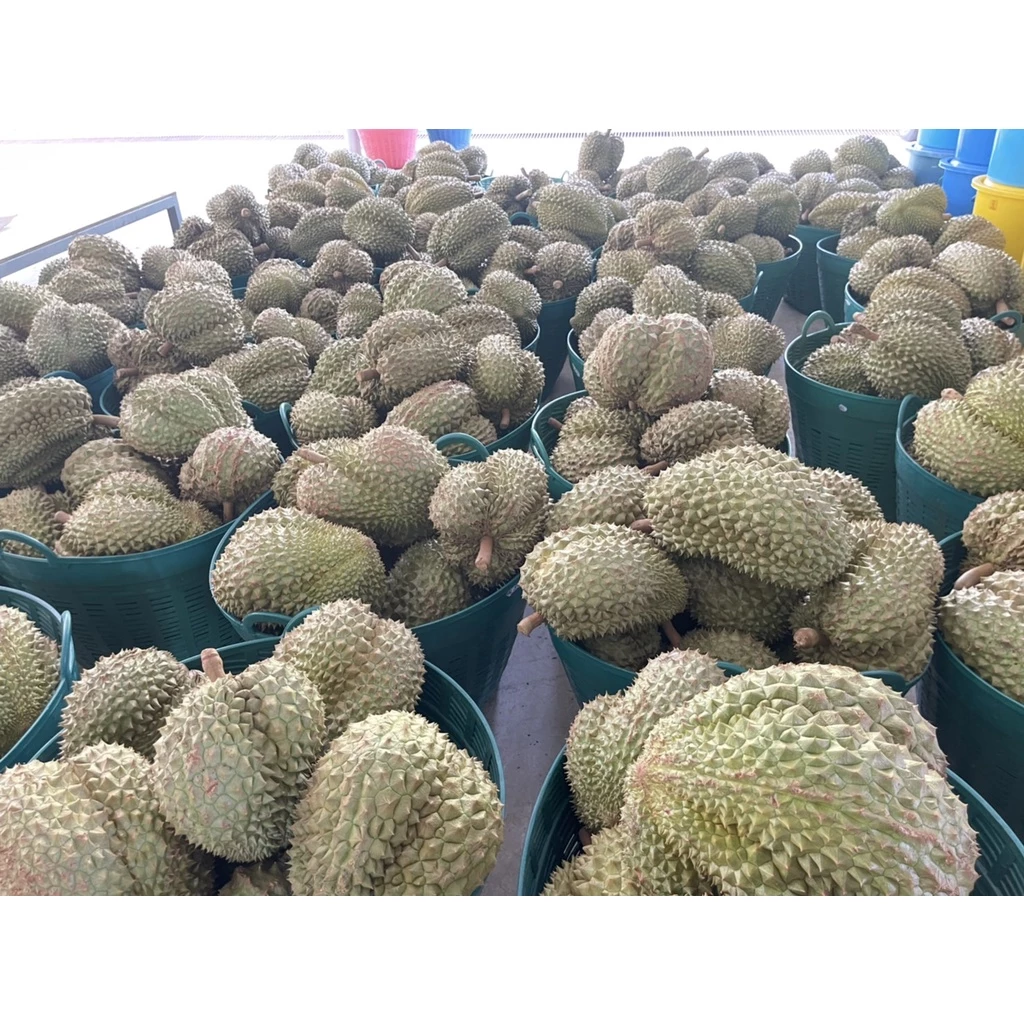 ทุเรียนทอด 500กรัม (ชิ้นใหญ่) เกรด A  ตราป้าแกลบ ของดีเมืองจันท์ thumbnail 4