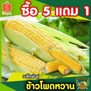 5 แถม 1 เมล็ดพันธุ์ข้าวโพดหวานซุปเปอร์สวีท 30 เมล็ด ปลูกง่ายให้ผลผลิตสูงฝักใหญ่รสชาติหอมหวาน ปลูกได้ทั่วทุกภาค