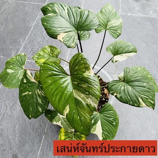 ลดราคา!!! เสน่ห์จันทร์ประกายดาว จันทร์ประกายดาว ไม้ด่าง ส่งทั้งกระถาง