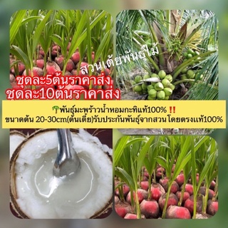 พันธุ์มะพร้าวนํ้าหอมกะทิ ชุดละ10ต้น/ชุดละ5ต้น/🚚ขนาดต้น 20-30cm(ต้นเตี้ย)รับประกันพันธุ์จากสวนโดยตรงเเท้100%