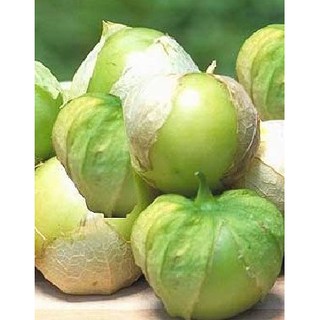 เมล็ด โทมาทิลโล่ สีเขียว - Green Tomatillo