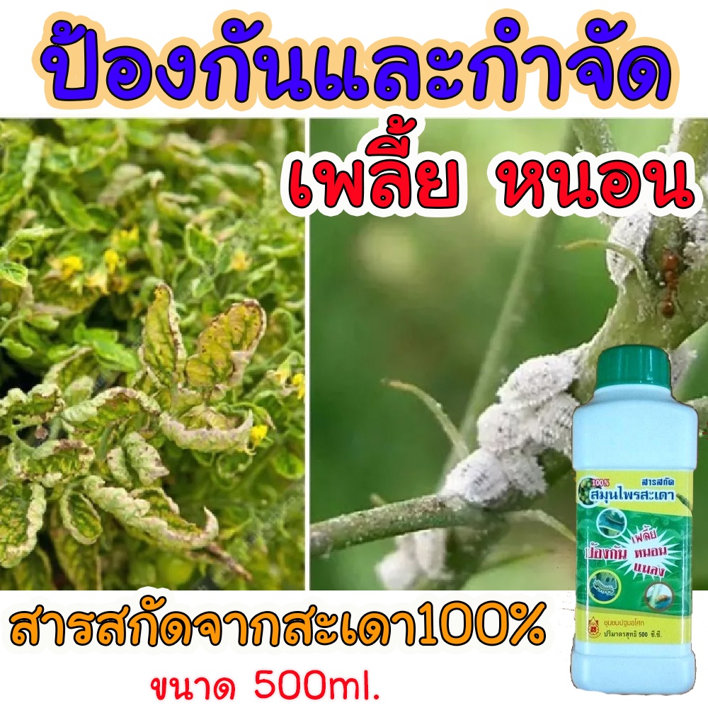 ยาฆ่าเพลี้ย สมุนไพร ไล่ได้จริง100% ขนาด 500cc ยาฆ่าเพลี้ยขาว ฆ่าเพลี้ยแป้ง ยาฆ่าเพลี้ยผัก ยาฆ่าเพลี้