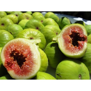 10 เมล็ด เมล็ดมะเดื่อฝรั่ง Figs สายพันธุ์ Calimyrna มะเดื่อฝรั่ง หรือ ลูกฟิก