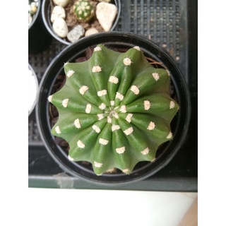 แคคตัส อิชินอปนูปต้า ดอกขาว Echinopsis Subdenudata ขนาด 3-4 ซม.