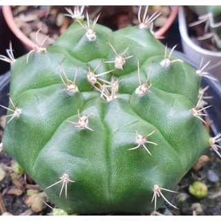 Gymnocalycium damsii. ชื่อเรียกทั่วไป : แคคตัสยิมโนลูกดก,แคคตัสยิมโนแม่ลูกดก