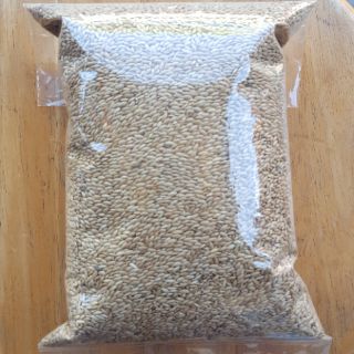 ข้าวไรย์ (Canary Seed) บำรุงขนให้สวยงาม นกเขากินดี นกพิราบกินได้