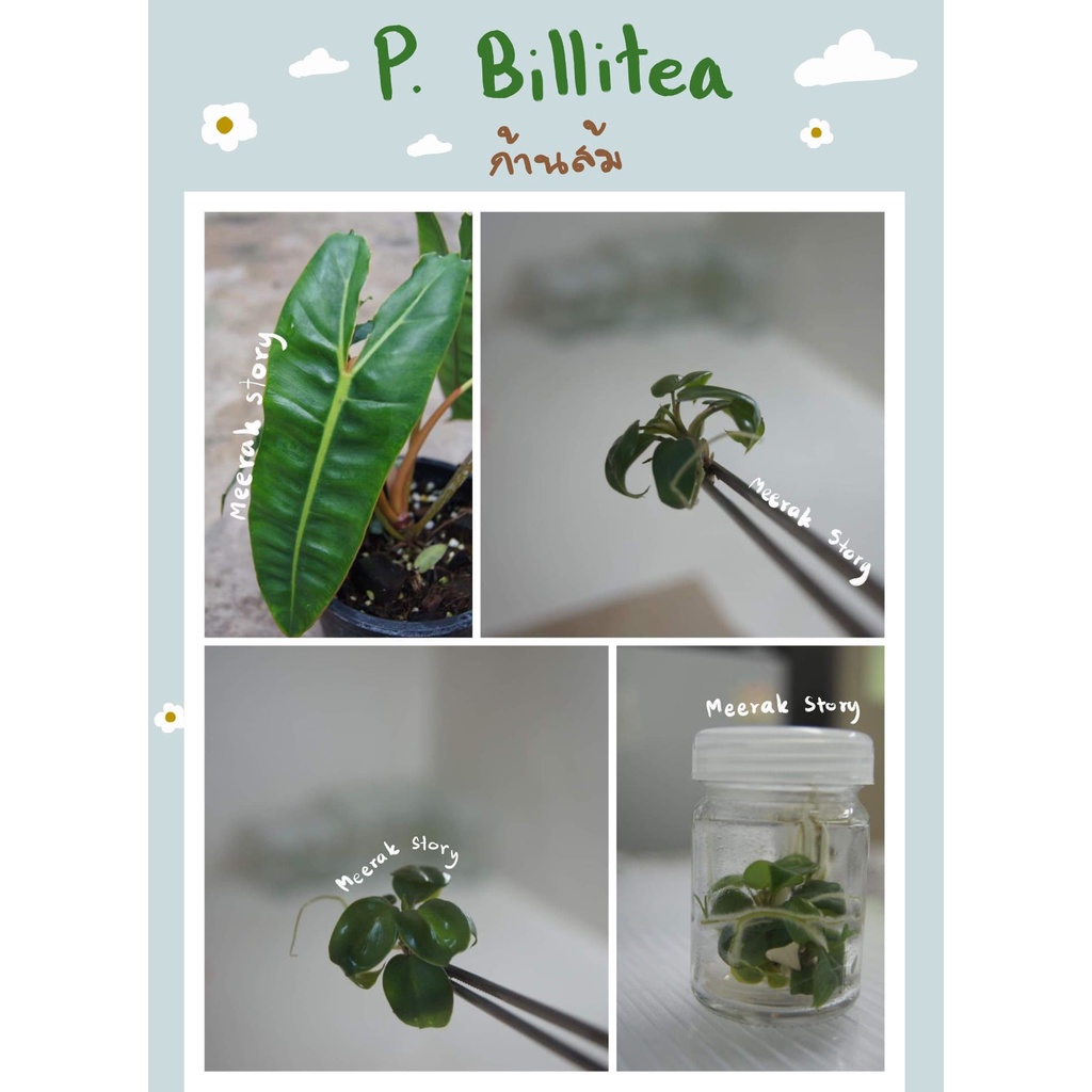 ☘️ต้นฟิโลเดนดรอนก้านส้ม (Philodendron billietiae)☘️ ไม้เนื้อเยื่อลุ้นด่าง 👨🏻‍🌾  👨🏻‍🌾