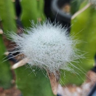 Mammillaria hahniana Superbar แมมแม่เฒ่า ซุปเปอร์บาร์