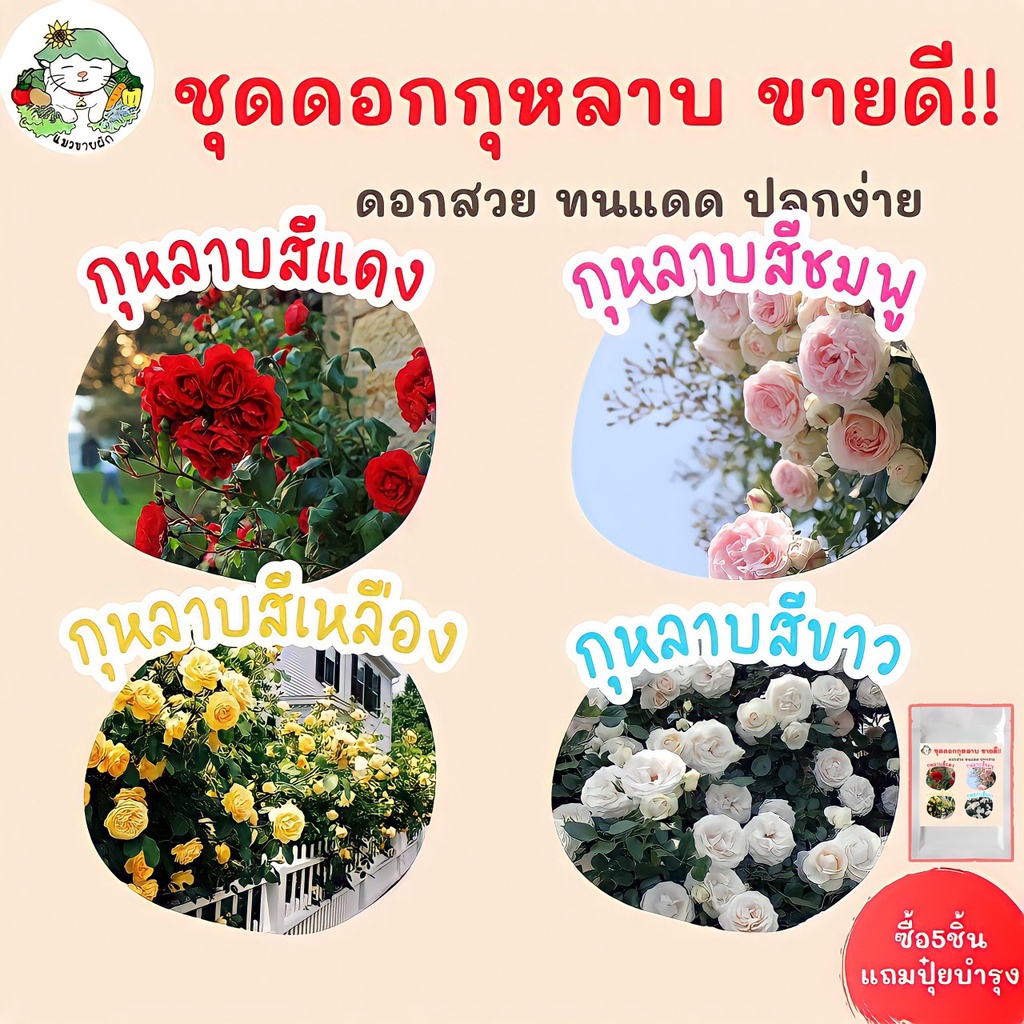 เมล็ดพันธุ์ ชุดดอกกุหลาบ ขายดี ดอกสวย สีสดใส ปลูกง่าย โตไว นำเข้า พร้อมส่ง กุหลาบเลื้อยสีแดง/สีชมพู/สีขาว/สีเหลือง ขายดี