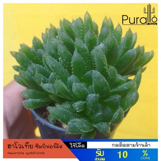 ต้นไม้อวบน้ำ ฮาโวเทีย ซิมบิฟอร์มิส Haworthia cymbiformis #succulents #ฮาโวเทีย #กุหลาบหิน