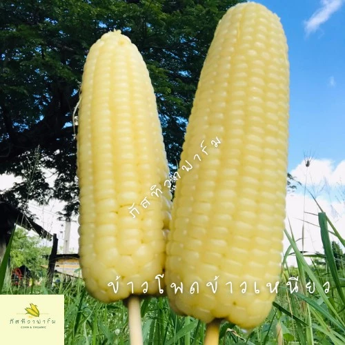 🌽พร้อมส่ง🌽ข้าวโพดข้าวเหนียว เกรดส่งห้าง รสชาติเหนียวหนึบ หวาน อร่อย สินค้า OTOP ไร่ภัสทิวา ตัดสดใหม่ทุกวัน