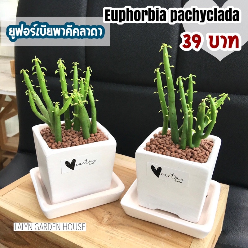 🌱🌵 ยูโฟเบียป๊อกกี้ แคคตัส (พาคีคลาดา) Euphorbia pachyclada🌵 ต้นเขียวสวยมาก ‼️พร้อมส่งในกระถาง2.5นิ้ว ราคาเพียง 39฿
