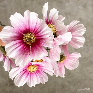 Daydream Cosmos flower seeds, 10 seeds [Local Seller! Fast Delivery!]สร้อยข้อมือ/มะละกอ/มักกะโรนี/ผักกาดหอม /กางเกง/ดอกไ