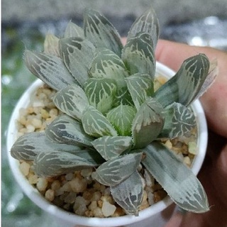 Cake Cactus Farm ไม้อวบน้ำ กระบองเพชร Haworthia cooperi  silver swirl  ซิลเวอสเวิร์ล