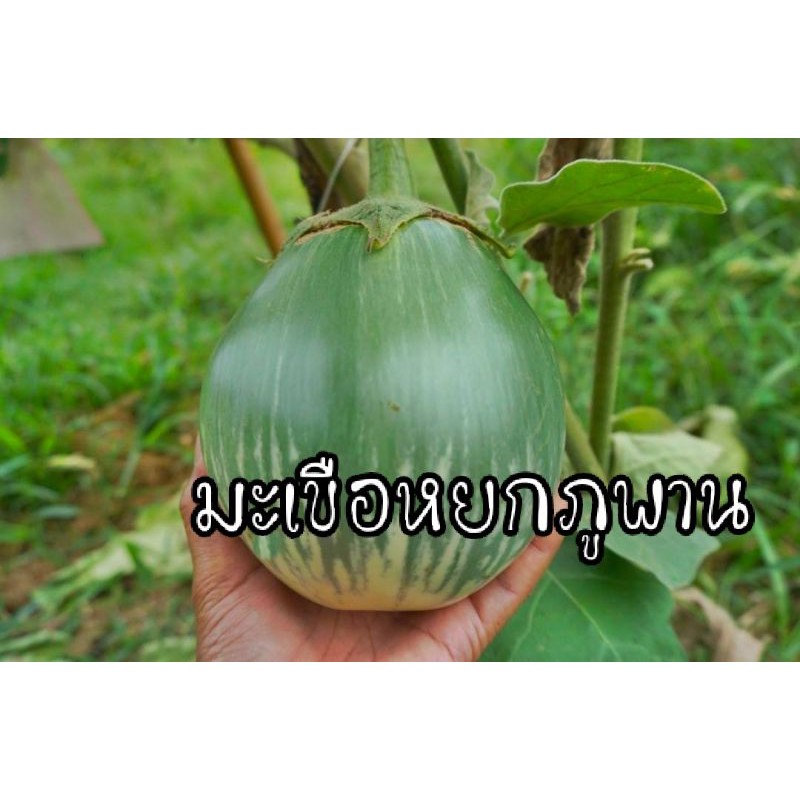 เมล็ดพันธุ์มะเขือหยกยักษ์ภูพาน สั่ง2ซอง แถม1ซอง