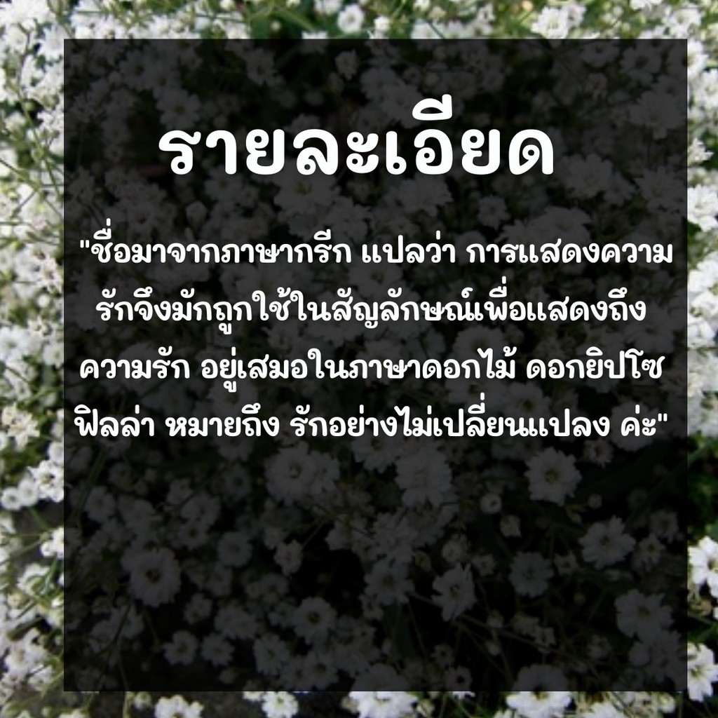 เมล็ดพันธุ์ ยิปโซฟิล่า สีขาว 200 เมล็ด White Gypsophila เมล็ดพันธุ์แท้ นำเข้าจากต่างประเทศ ปลูกดอกไม้ ยิปโซ ยิปโซฟิล่า - รูปที่ 2