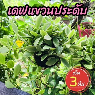 Local ฟาร์มสุข ☘ ต้นเดฟแขวนประดับ (เซ็ต 3 ต้น) ต้นไม้แขวนประดับ เดฟใบด่าง ประดับตกแต่งมุมพักผ่อน เลี้ยงง่าย โตไว ช่อใหญ่