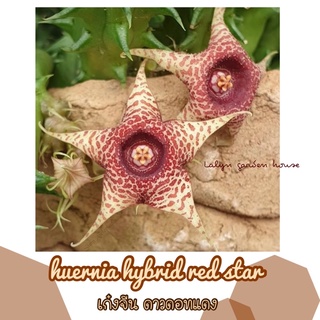 ⭐️🌙เก๋งจีน ดาวดอทแดง Huernia hybrid red star 💚⭐️ น้องเก๋งจีนดอกสุดสวย พร้อมส่งนะคะ