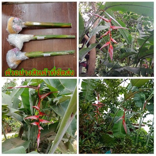 (1หน่อ)(ขาย หน่อพันธุ์) ดอก ต้น หน่อ เหง้า คอลลินเซียนา (H. collinsiana ) เฮลิโคเนีย heliconia Nokair