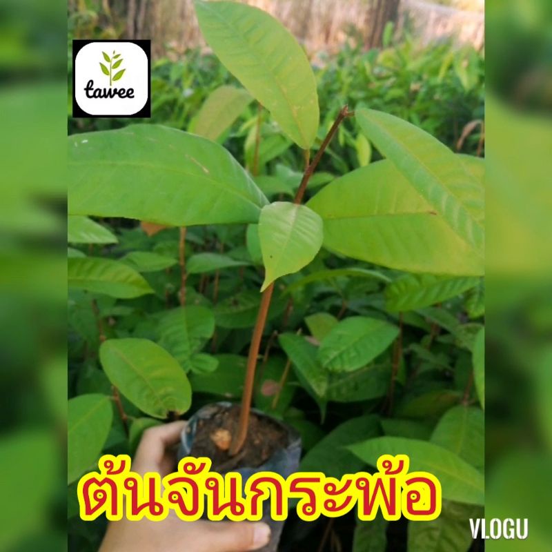 ต้นจันกระ​พ้อ​ จันกระ​พ้อ​ ต้นไม้​ไทยที่มีดอกกลิ่นหอม​ ราคาถูก Shopee Lazada