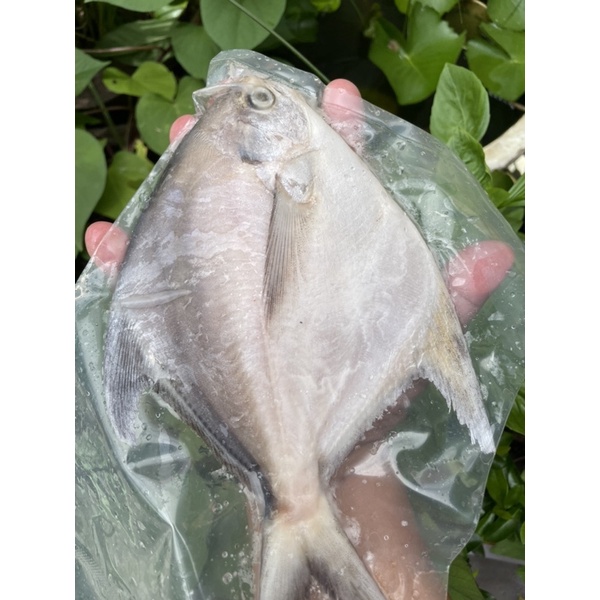 ปลาจะละเม็ดขาวสดขนาด300กรัม270฿