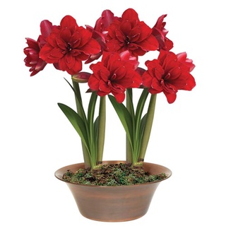 1 หัวว่าน ว่านสี่ทิศฮอลแลนด์ Amaryllis Amarantia 18-24 ซม สินค้านำเข้า แช่เย็นแล้ว