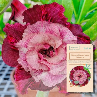 Multi Petals Black Red Desert Rose Seeds,Adenium Obesum Seeds – Variety#196裙子/花园/上衣/帽子/芹菜/文胸/seeds/玫瑰/内裤/生菜/ 8UD8