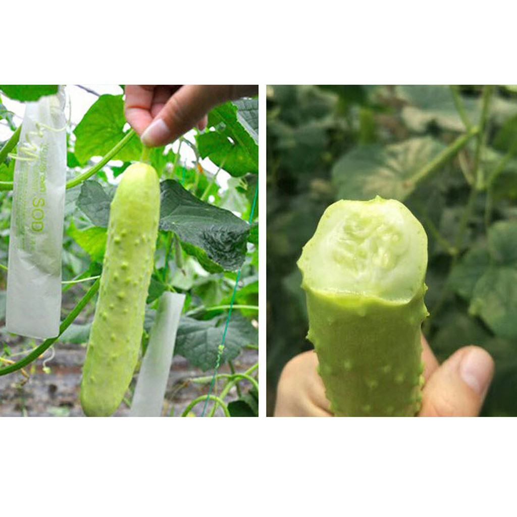 [10แถม1] เมล็ดพันธุ์แตงกวาขาว 10เมล็ด เมล็ดแตงกวาสีขาว White Cucumber Seeds ราคา ถูกที่สุด ดีลบีเคเค แกลเลอรีภาพที่ 5