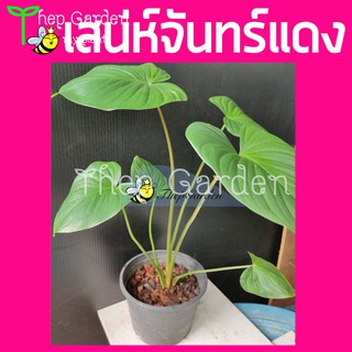 ต้นเสน่ห์จันทร์แดง🪴กระถาง11”