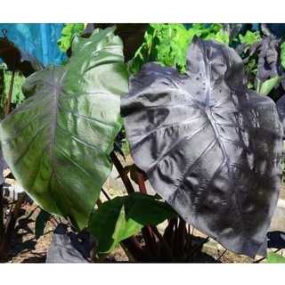 HK Garden (ชำมีรากเเล้ว) บอน โคโลคาเซีย แบล็ค โอปอล เเท้ 100% Colocasia esculenta black opal (New hybrid ลูกผสม)