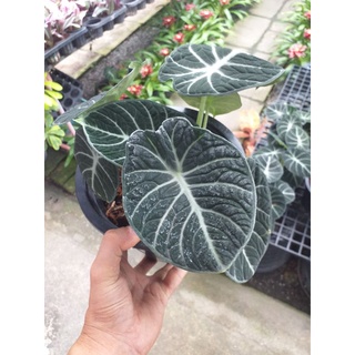 อโลคาเซีย แบล็ค เวลเวท Alocasia Black Velvet กถ.8" ไซต์แม่พันธุ์ ขนาด 5-8 ใบ ใบยาว 10-15 เซน