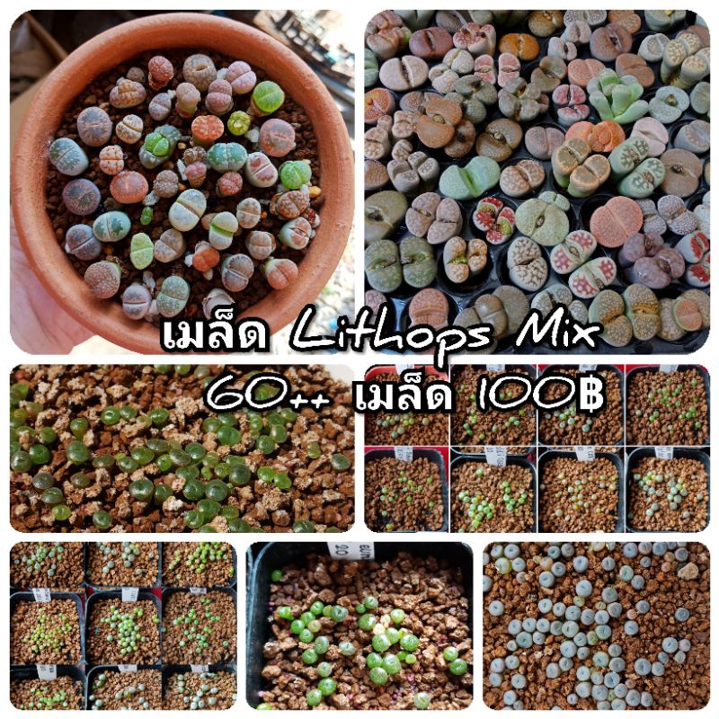 เมล็ด Lithops mix ( 60++ เมล็ด )