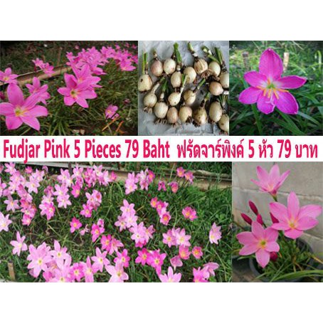 บัวดินฟรัดจาร์พิงก์สีชมพูเข้ม 20 หัว ราคา 69 บาท #สั่งวันนี้แถมเฟริสเลิฟ 5หัว