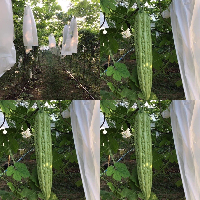 ถุงห่อมะระ 6*21  1,00 กรัม มีประมาณ 180 ใบ สีขาวขุ่น กันแดด นำกลับมาใช้ใหม่ได้หลายครั้ง มีรู 3 จุด - รูปที่ 6