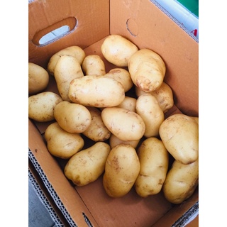 มันฝรั่ง มันฝรั่งสด (potato) 1 กิโลกรัม และ 5 กิโลกรัม