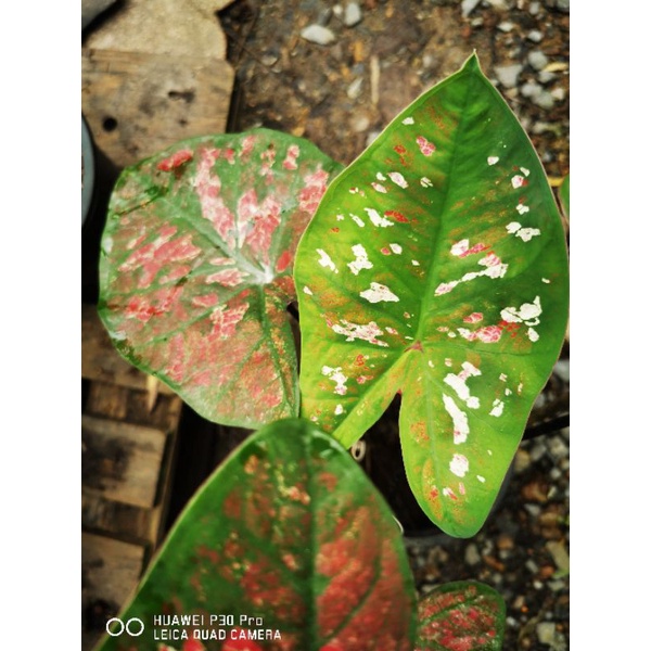 บอนสีไทย​ ชื่อยอดมงกุฎ