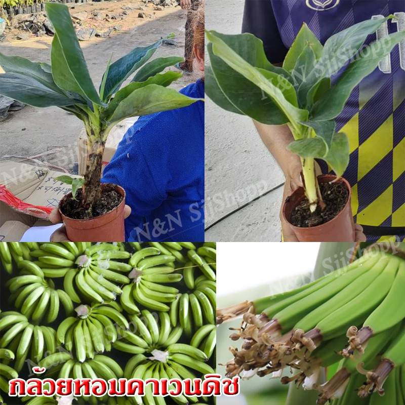 กล้วยหอมแคระพันธุ์คาเวนดิช 1 กระถาง / 1 กล่อง ต้นพันธุ์แข็งแรงพร้อมปลูก ผลสุกหวานหอม  มีสินค้าพร้อมส่ง